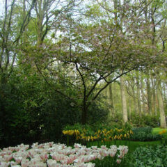 tulipany (76)